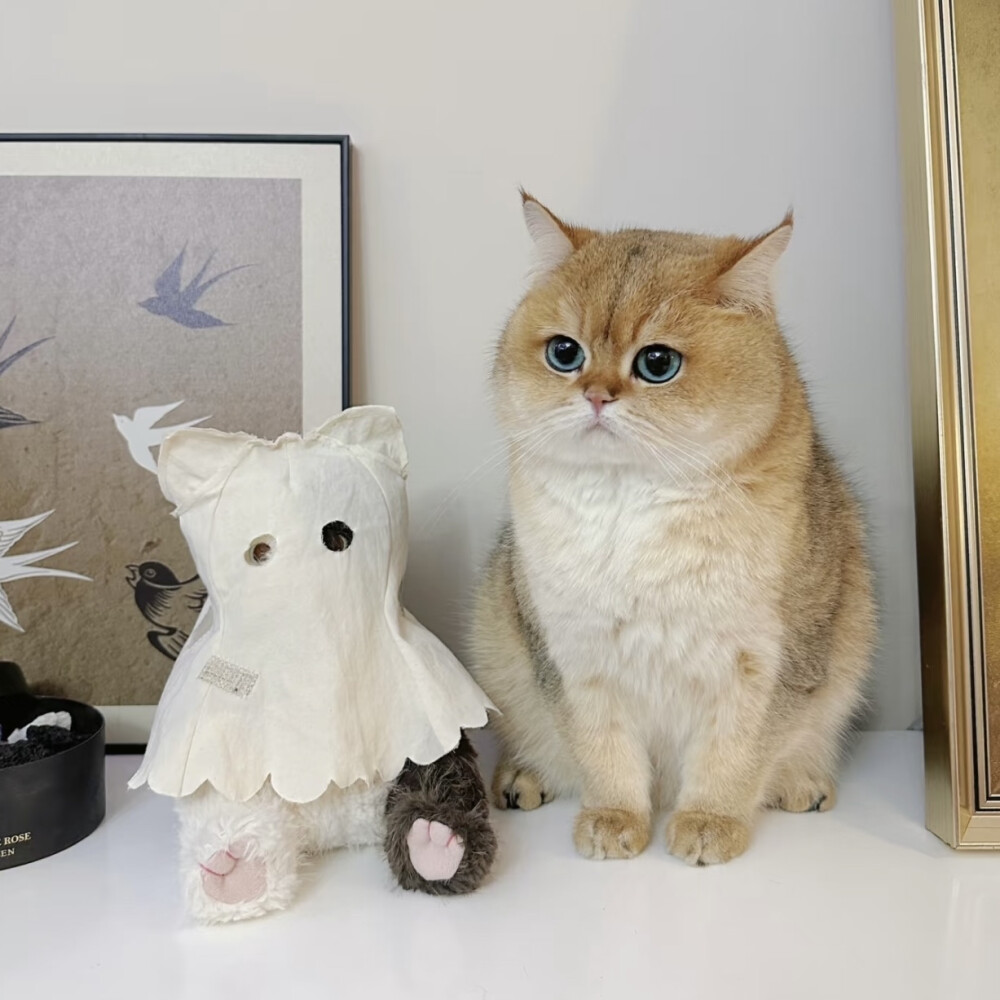 猫咪头像