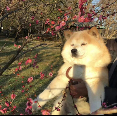 宠物头像
