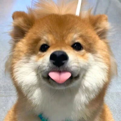 宠物头像