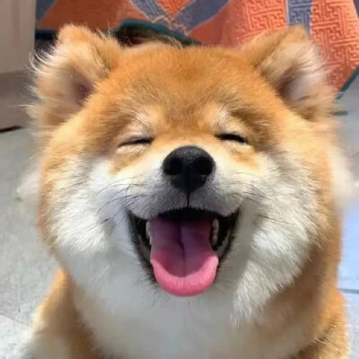 宠物头像