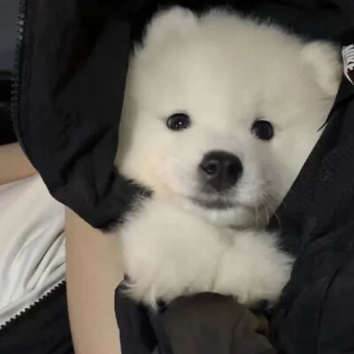 猫狗头像