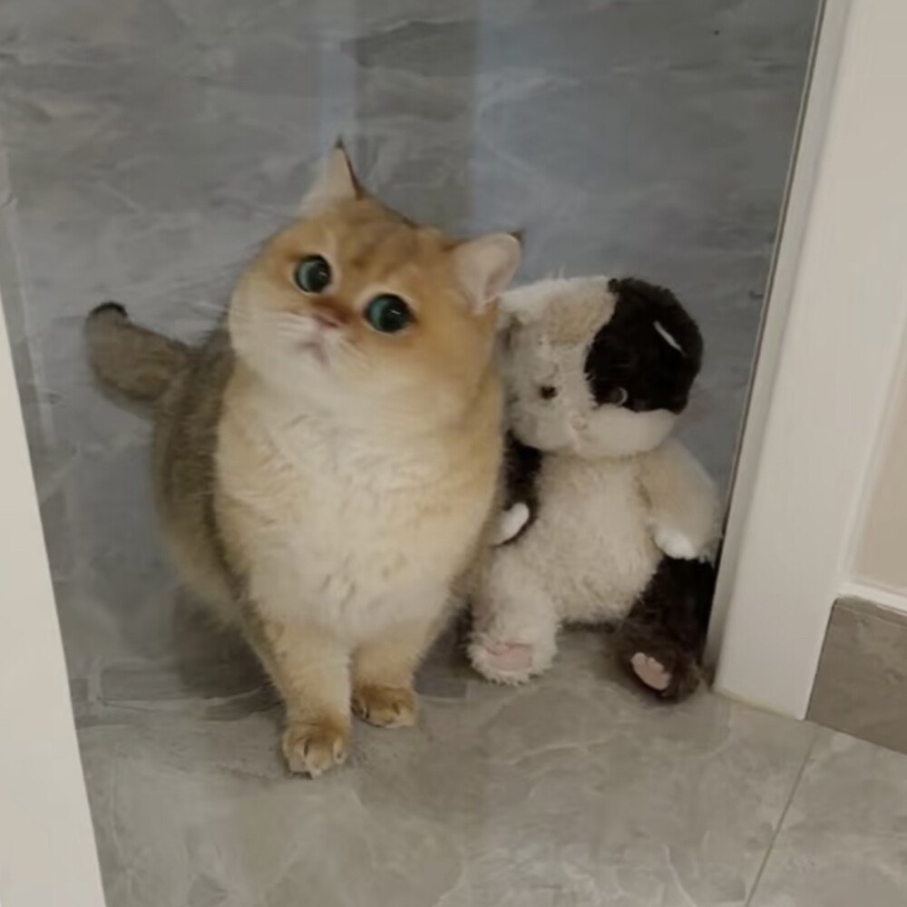 猫咪头像