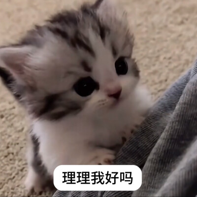 你理理我吧我好想你