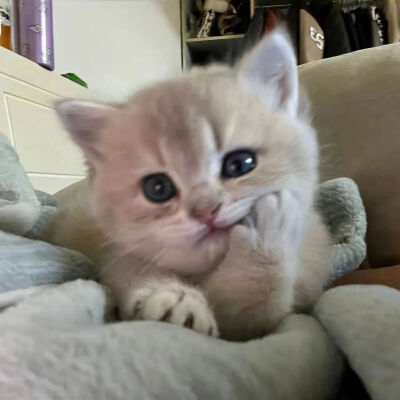 猫狗头像