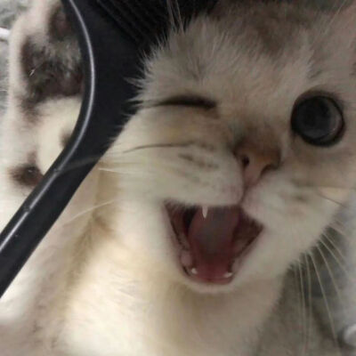 宠物头像