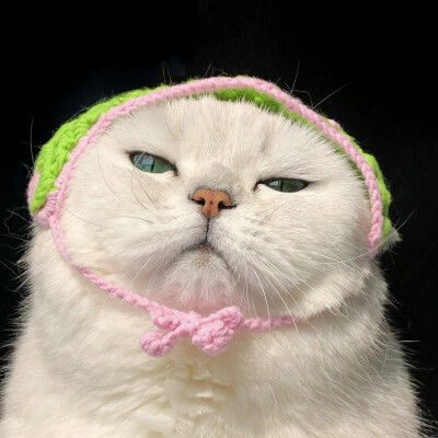 咪咪 头像 猫猫