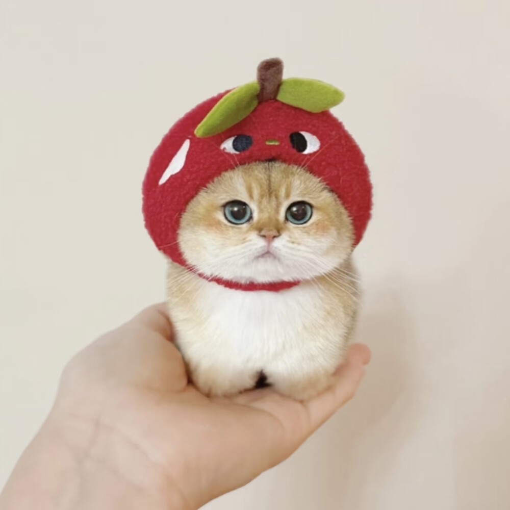 猫咪头像