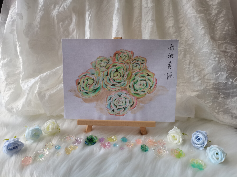 26 奶油黄桃（绘画 | 水彩 | 果花甘02）
2018.06.02
奶油黄桃与玉蝶有几分相像，叶子较薄，但是叶缘红色，很细，有红尖。
在百科上看到普通的奶油黄桃，有点失望。并不惊艳的造型，整体灰绿灰绿的。不甘心，一直搜索，终于看到了一种颜色非常动人的奶油黄桃--叶片嫩黄带点桃红，光滑剔透，看起来就像美丽的软糖，担得起“奶油黄桃”这么明媚的名字。
原来奶油黄桃本来就是灰绿灰绿的，是因为有的人养得好，把它们养到“出状态”了，就有了这么好看的样子。
看来爱人如养花，养花也如爱人。
