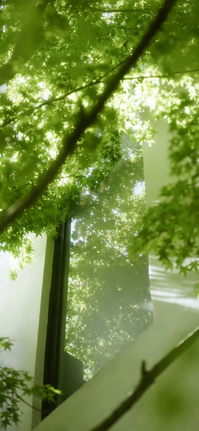 绿色 森林 背景图