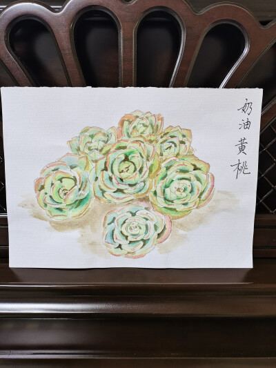 26 奶油黄桃（绘画 | 水彩 | 果花甘02）
2018.06.02
奶油黄桃与玉蝶有几分相像，叶子较薄，但是叶缘红色，很细，有红尖。
在百科上看到普通的奶油黄桃，有点失望。并不惊艳的造型，整体灰绿灰绿的。不甘心，一直搜…