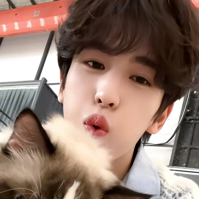 猫猫