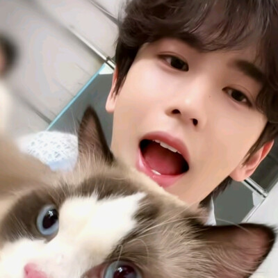 猫猫