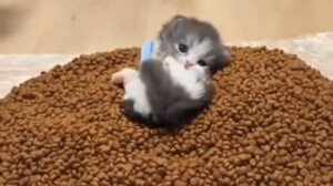 眼鏡娘の視線ᗜωᗜ