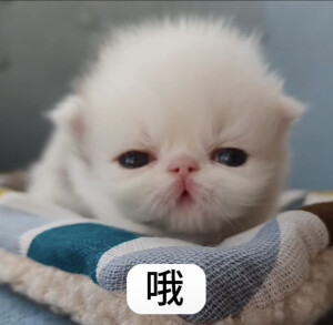 眼鏡娘の視線ᗜωᗜ