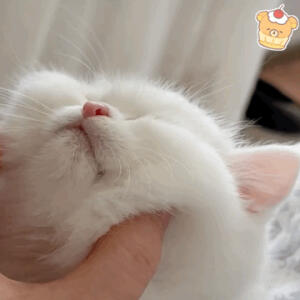 可爱猫猫表情包呀