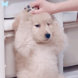 可爱修狗表情噢