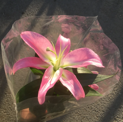 百合花背景图