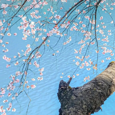 小清新背景图