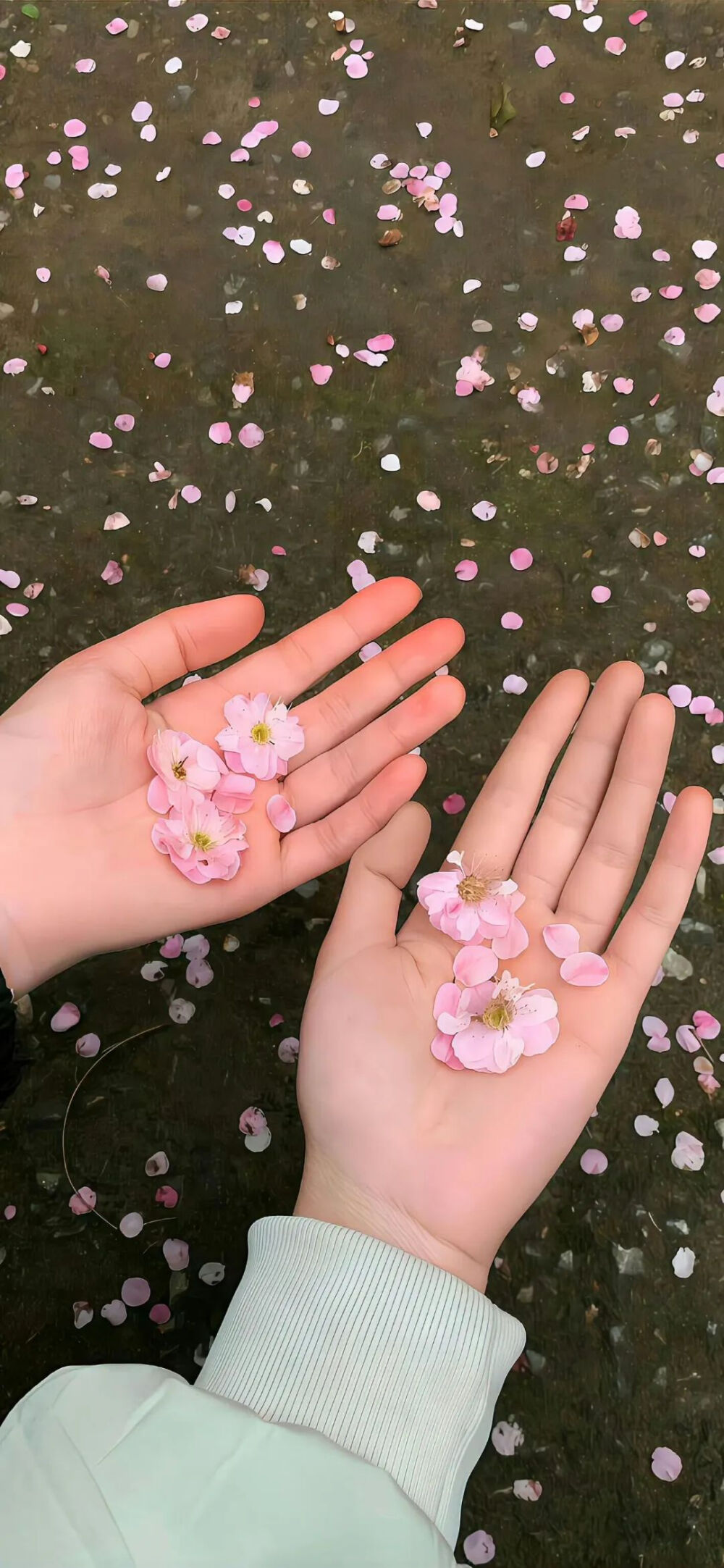 侵删