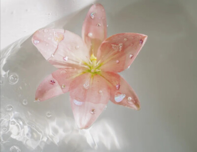 百合花背景图