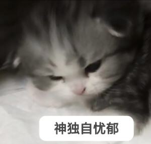 眼鏡娘の視線ᗜωᗜ