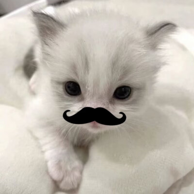 猫猫狗狗