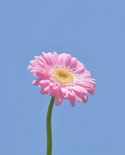 花和蒲公英