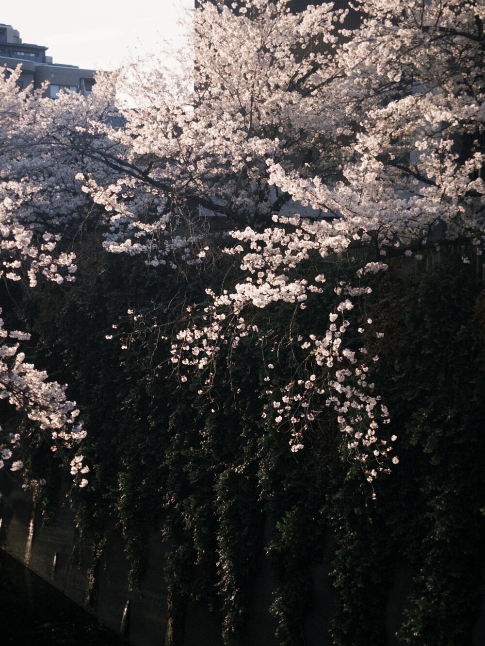 樱花壁纸