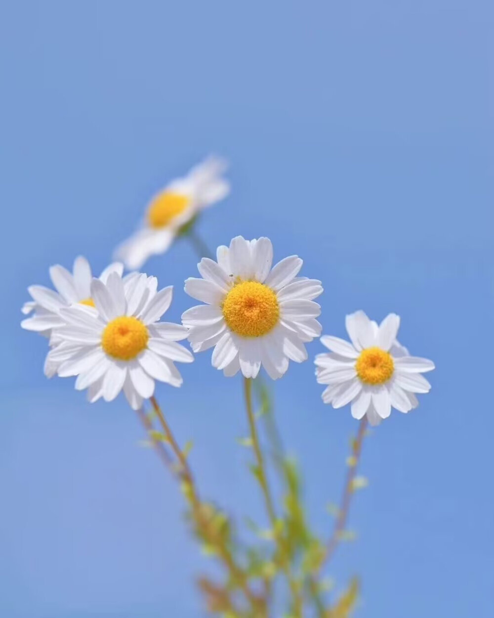 花和蒲公英