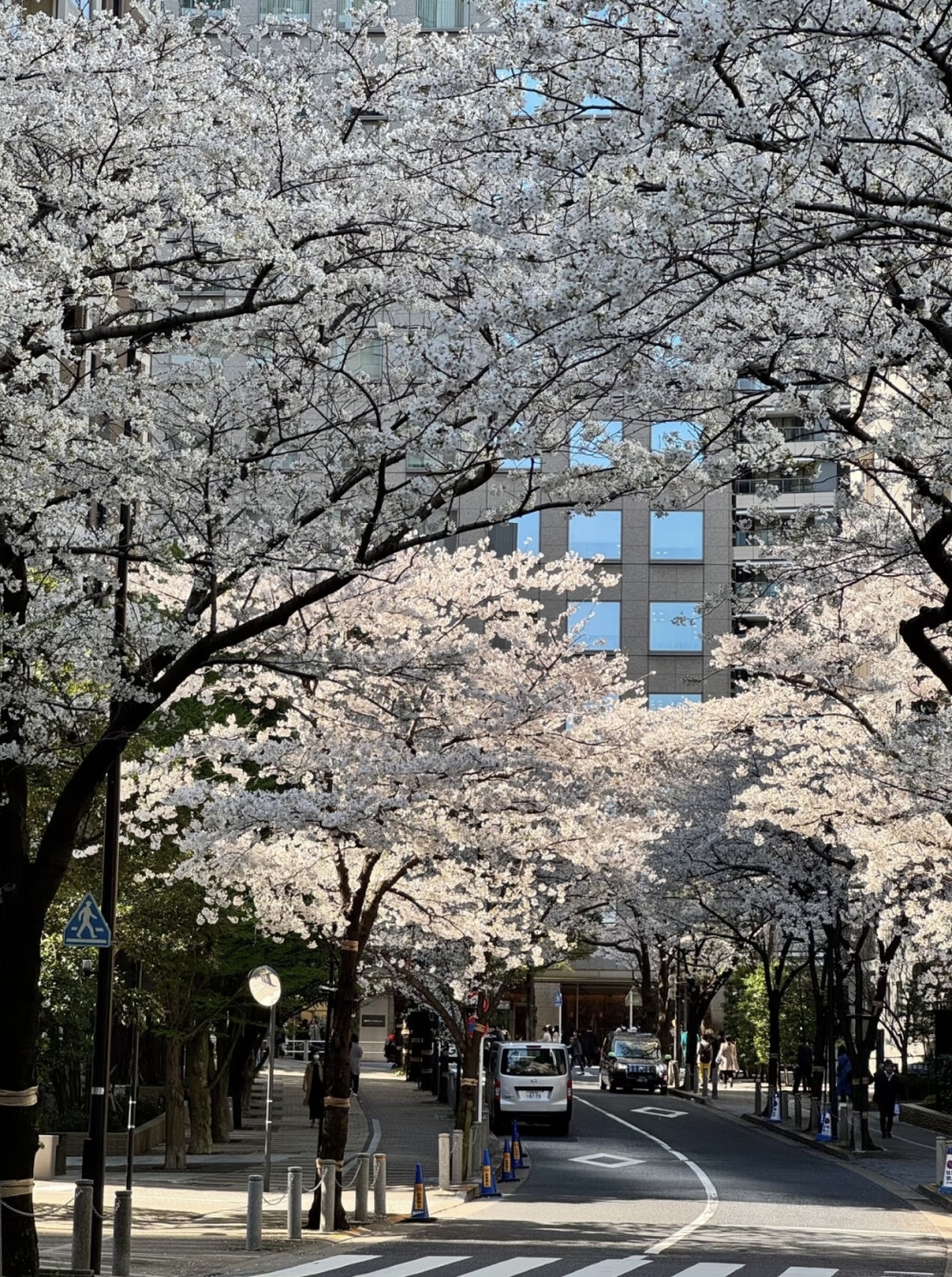 樱花壁纸
