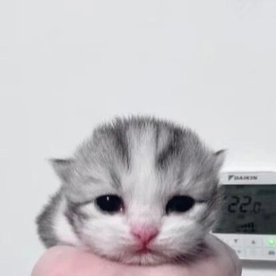 猫猫狗狗