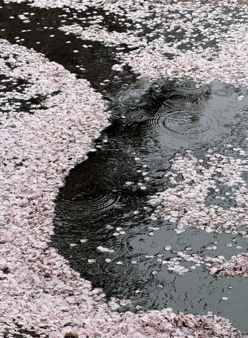 樱花壁纸