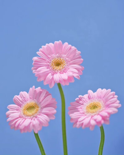 花和蒲公英
