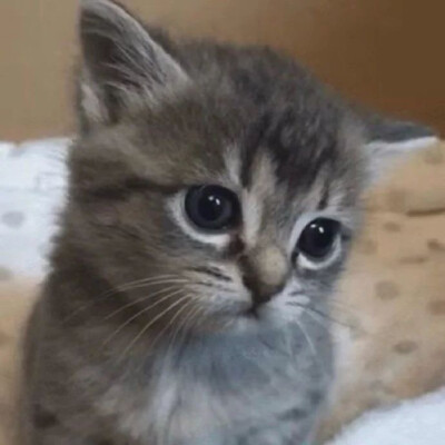 猫猫狗狗