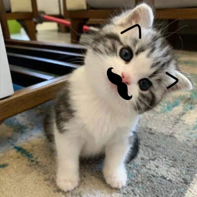 猫猫狗狗