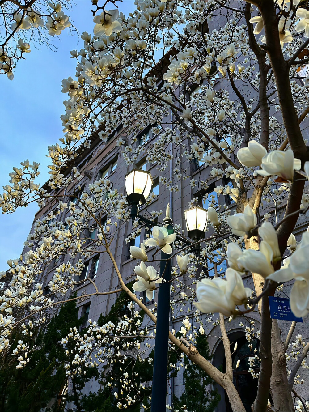 蓝调背景图 玉兰花背景图