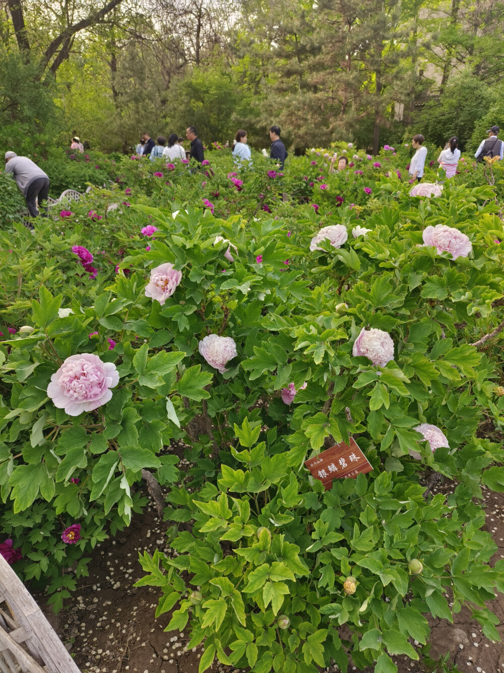 牡丹 银鳞碧珠