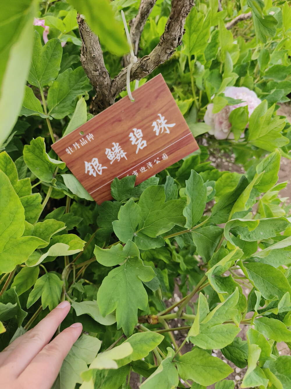 牡丹 银鳞碧珠