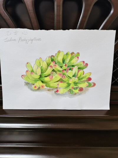 27 乙女心（绘画 | 水彩 | 果花甘02）
2018.05.12
晶莹剔透的黄和绿色，叶尖泛着玫瑰红，有一种阳光下自由舒展的生命力，让人想起光照充足的高地生长的葡萄。
在百科中了解到，乙女心需要接受充足日照叶色才会艳丽…