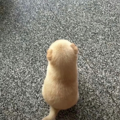 猫猫狗狗