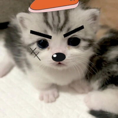 猫猫狗狗