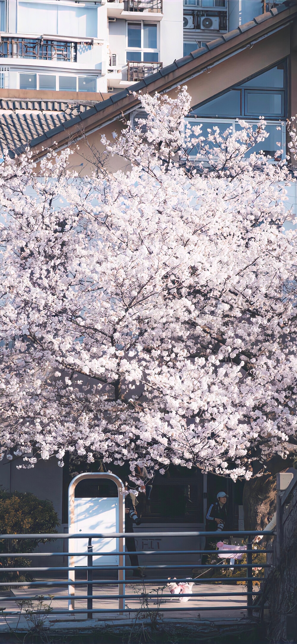 樱花壁纸
