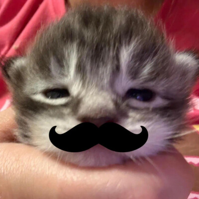猫猫狗狗