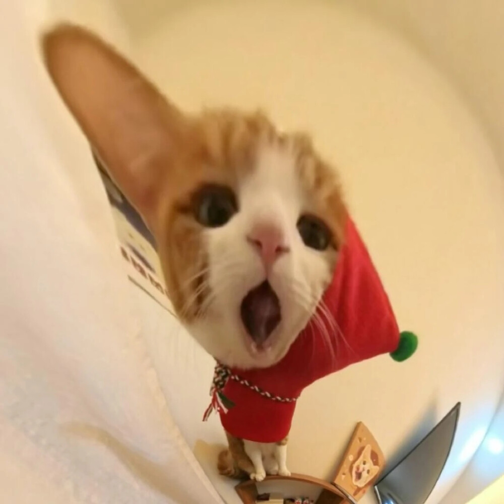 宠物头像