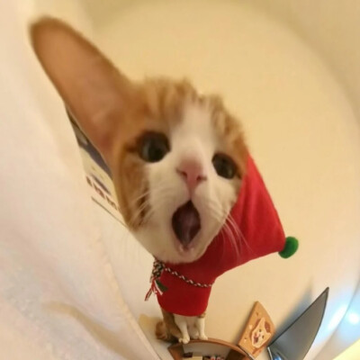 宠物头像