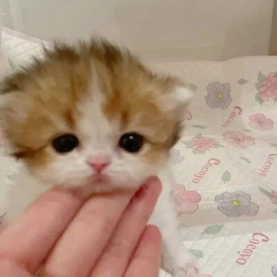 猫猫