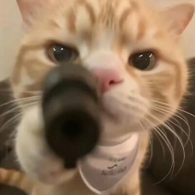 搞怪头像
