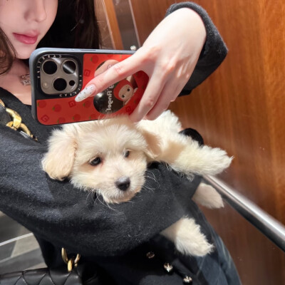 二传注明摇滚羊