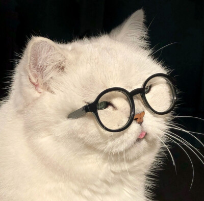 上班猫猫