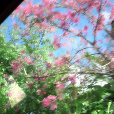 椿